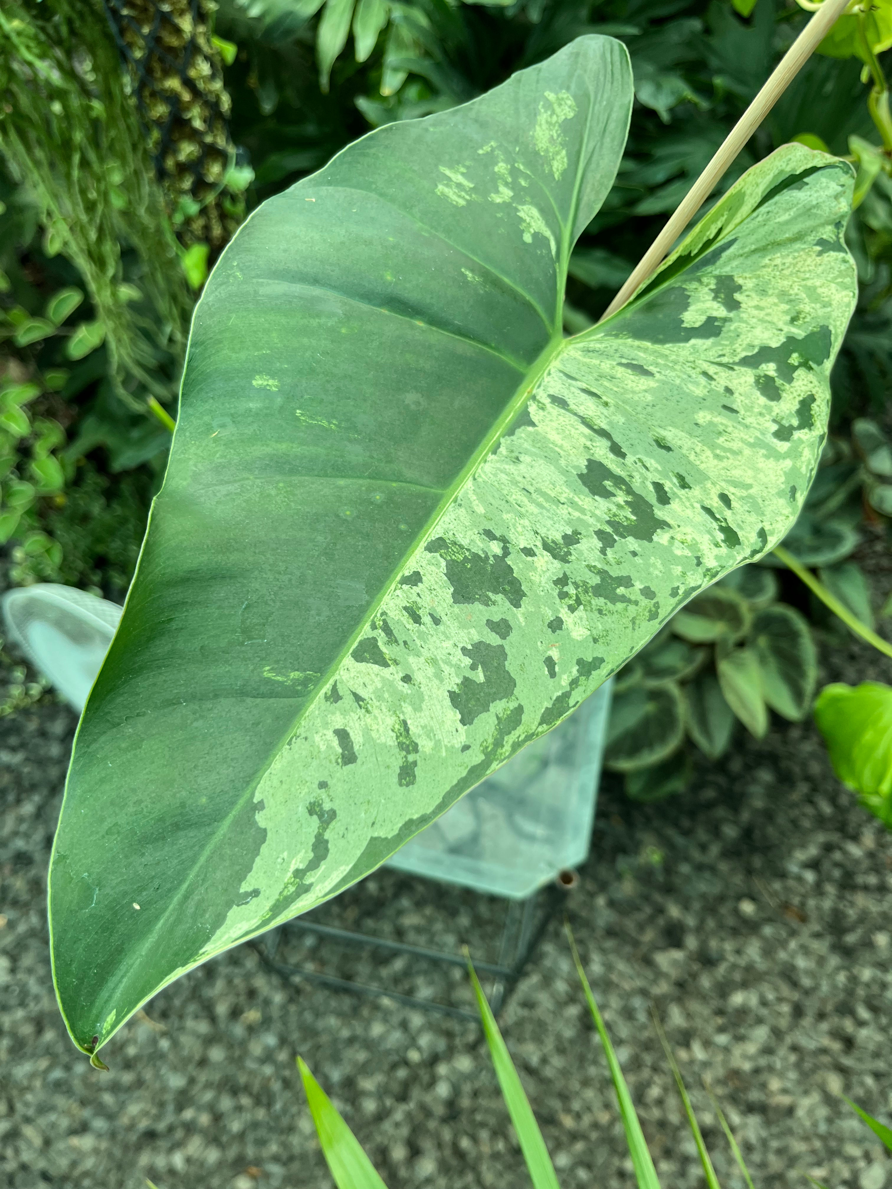 Philodendron Ilsemanii