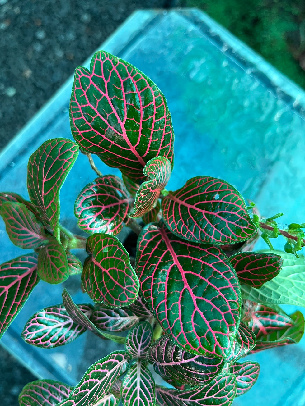 Thumbnail: Fittonia Albivenis Red Anne 7cm