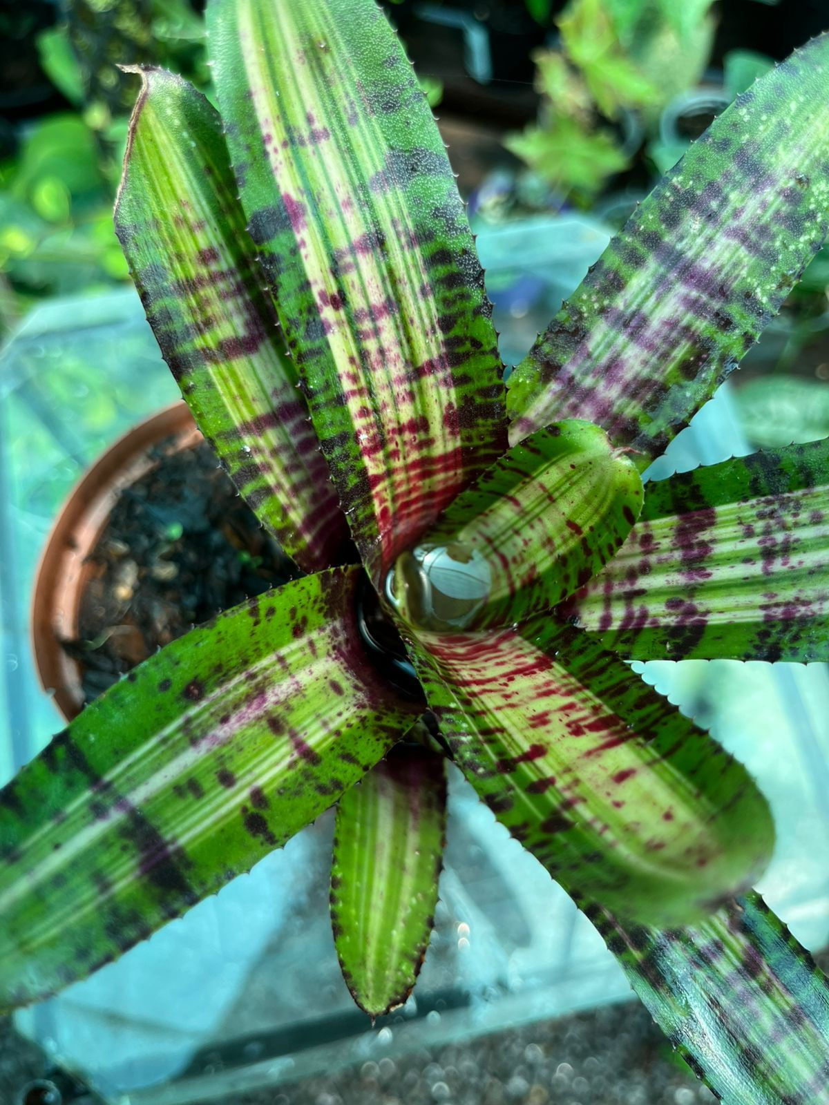 Neoregelia Bromeliad Mini 10cm