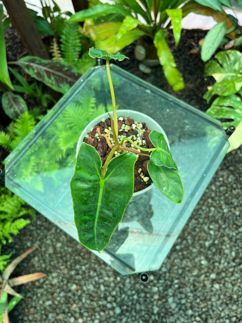 Thumbnail: Philodendron Billitae