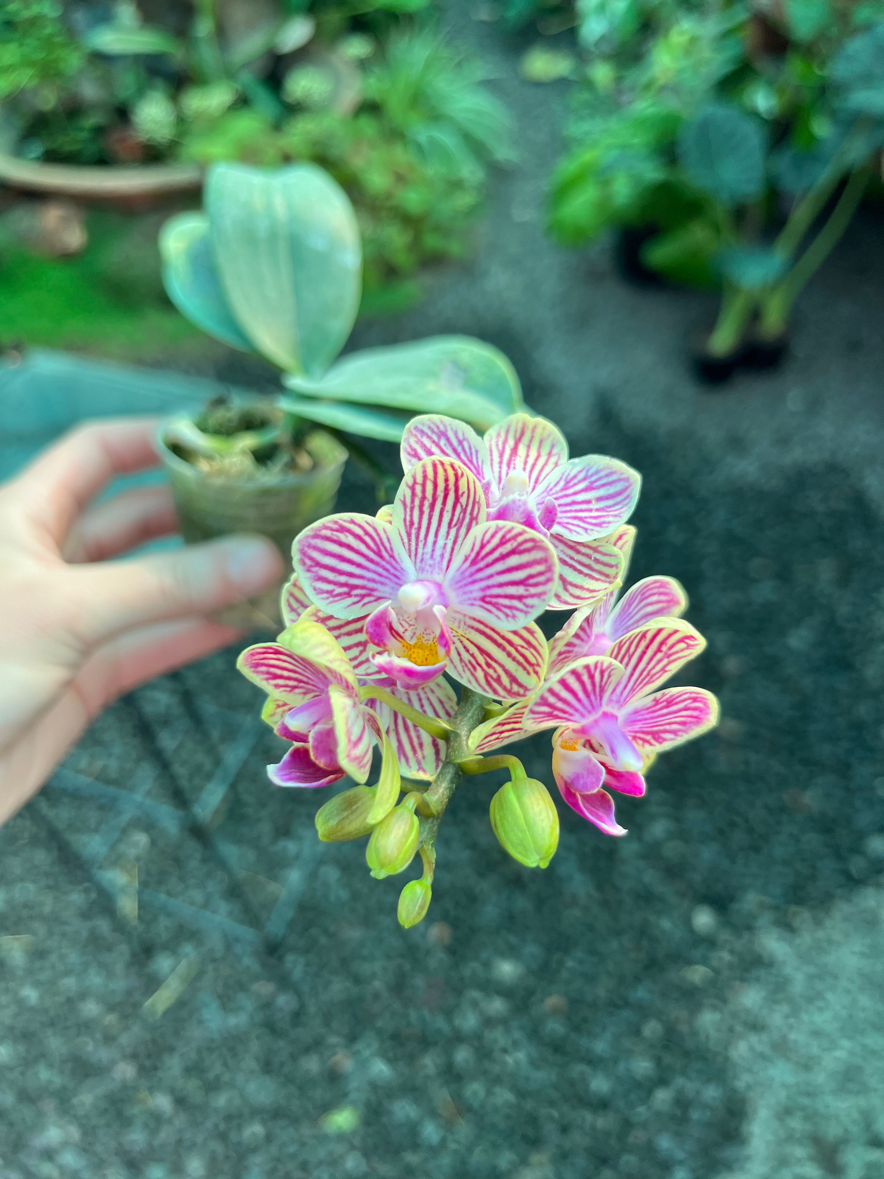 Phalaenopsis Micro Orchid 7cm