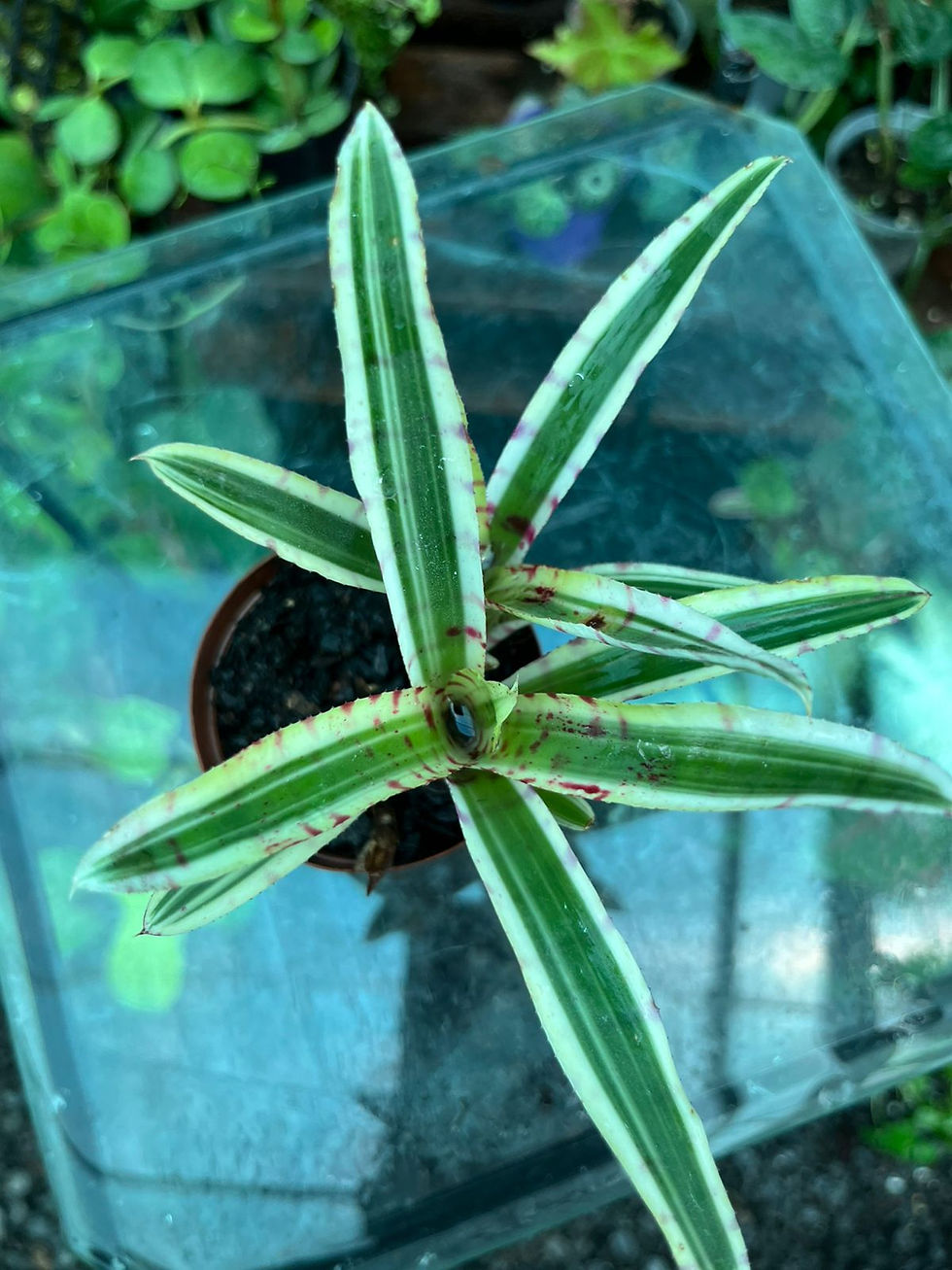 Thumbnail: Neoregelia Bromeliad Mini 7cm