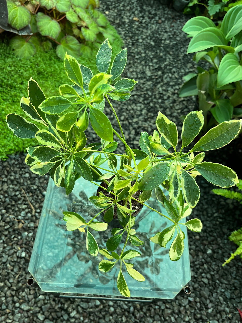 Thumbnail: Schefflera Arboricola Variegata