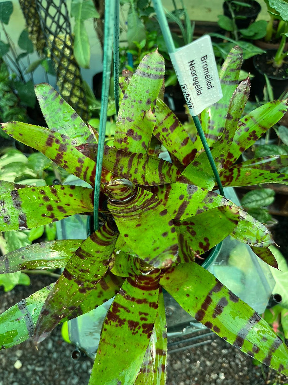 Thumbnail: Neoregelia Bromeliad Red Hanging Basket 16cm