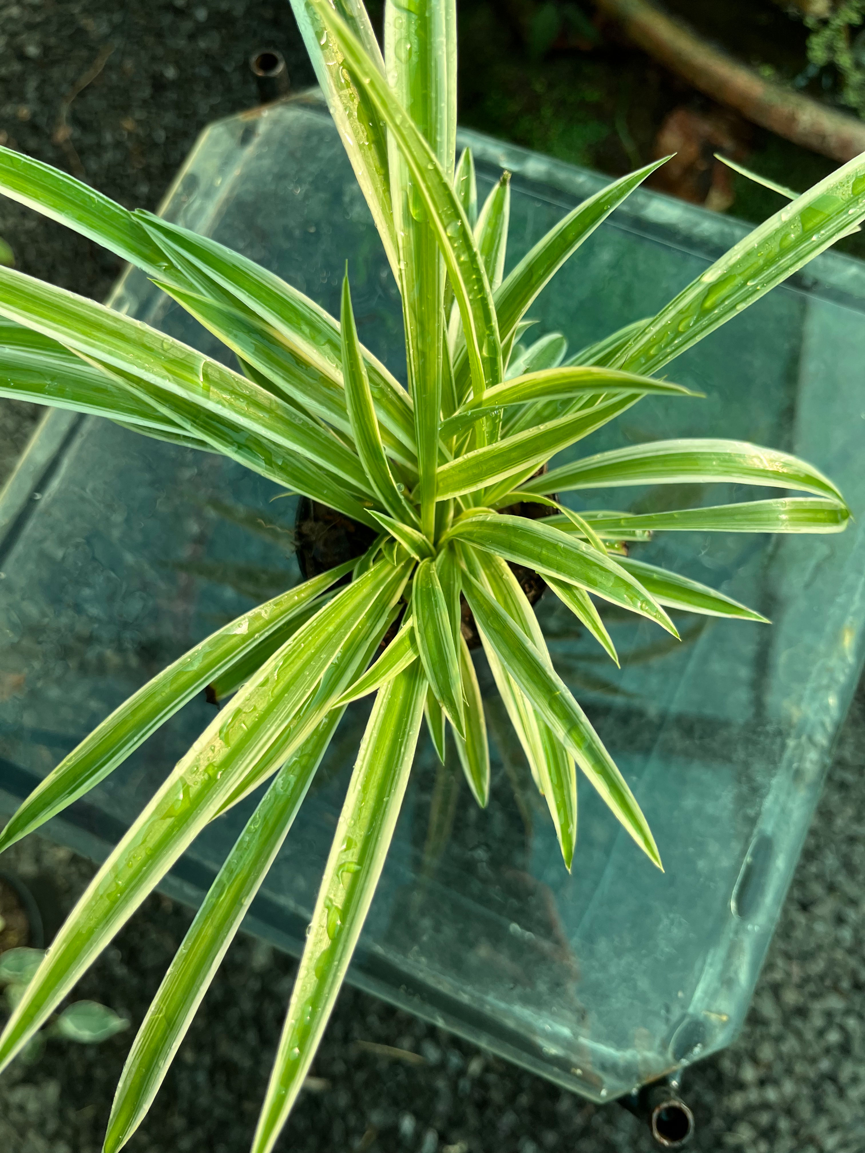 Spider Plant Chlorophytum Comosum 9cm