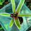 Thumbnail: Neoregelia Bromeliad Mini 7cm