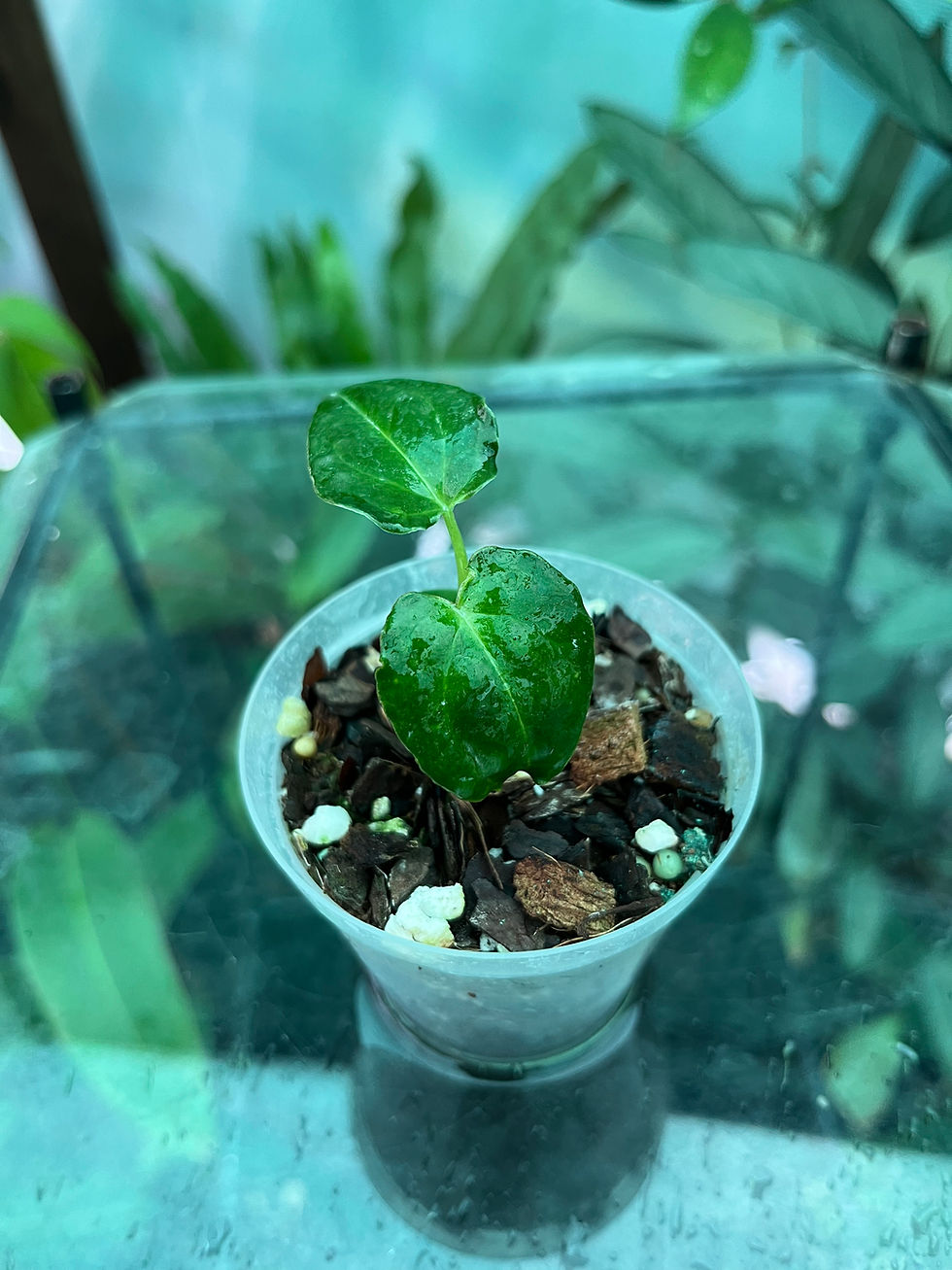 Thumbnail: Anthurium Papillilaminum
