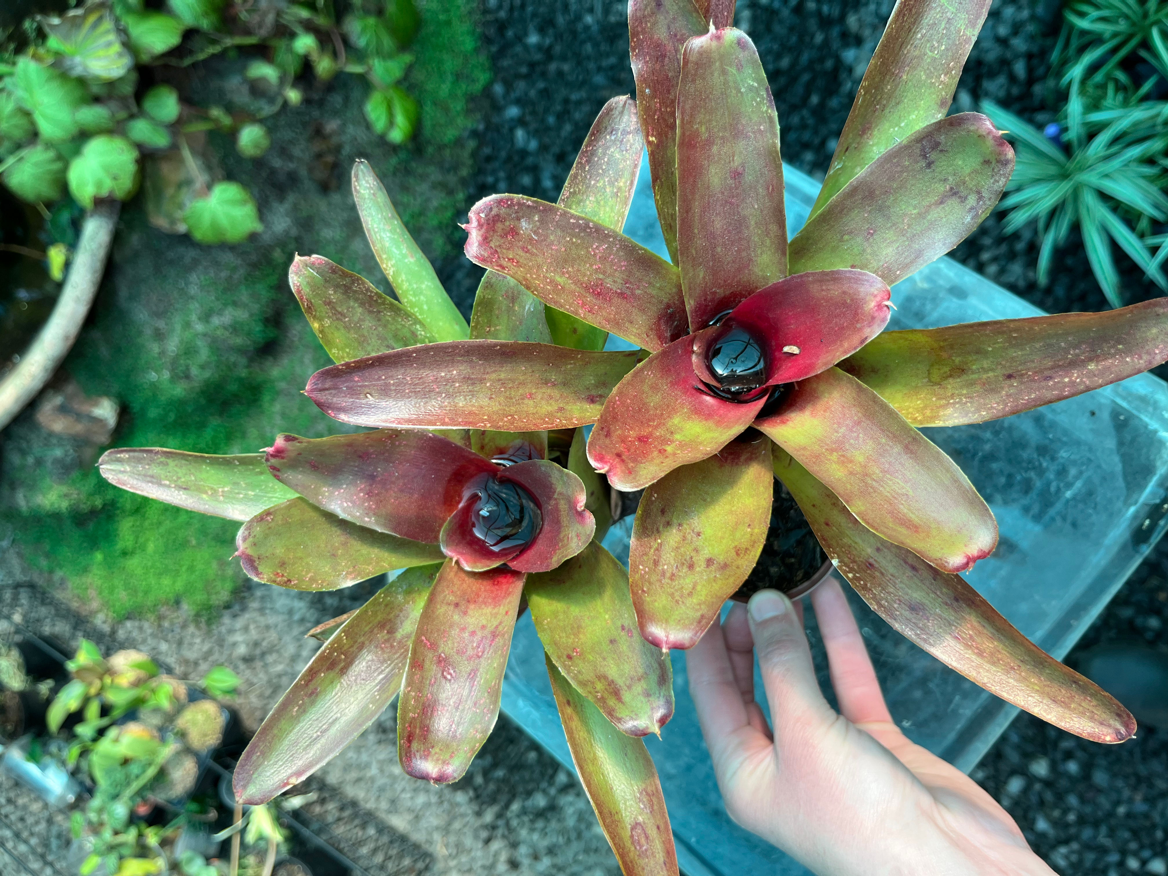 Neoregelia Bromeliad 7cm