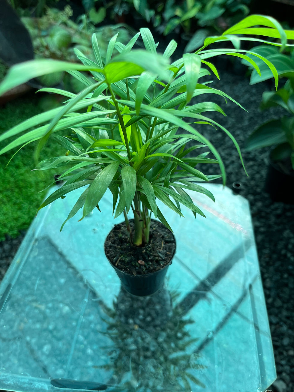Thumbnail: Chamaedorea Elegans Love Palm