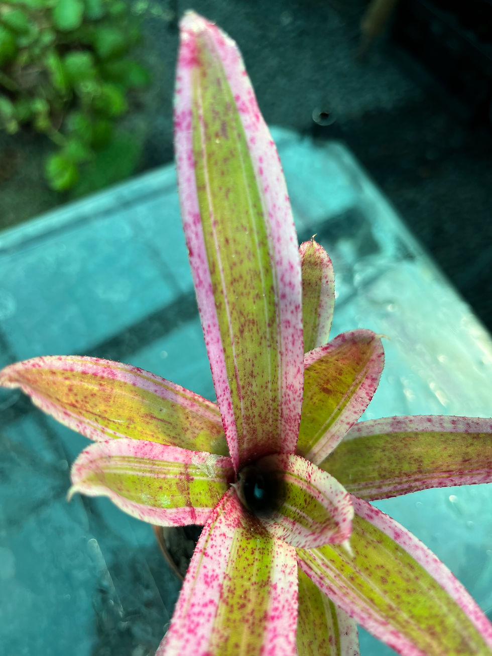 Thumbnail: Neoregelia Bromeliad 7cm