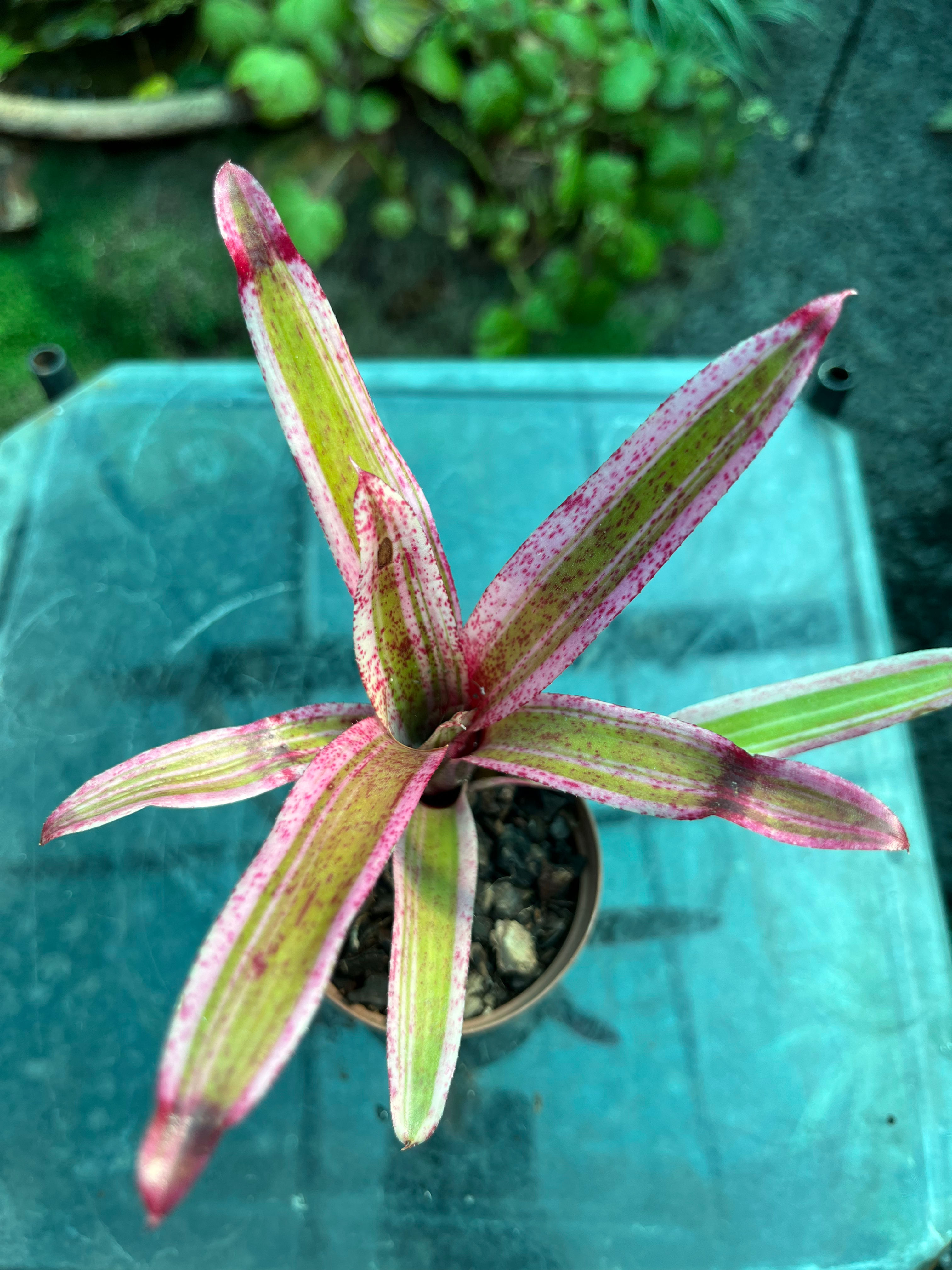Neoregelia Bromeliad 7cm