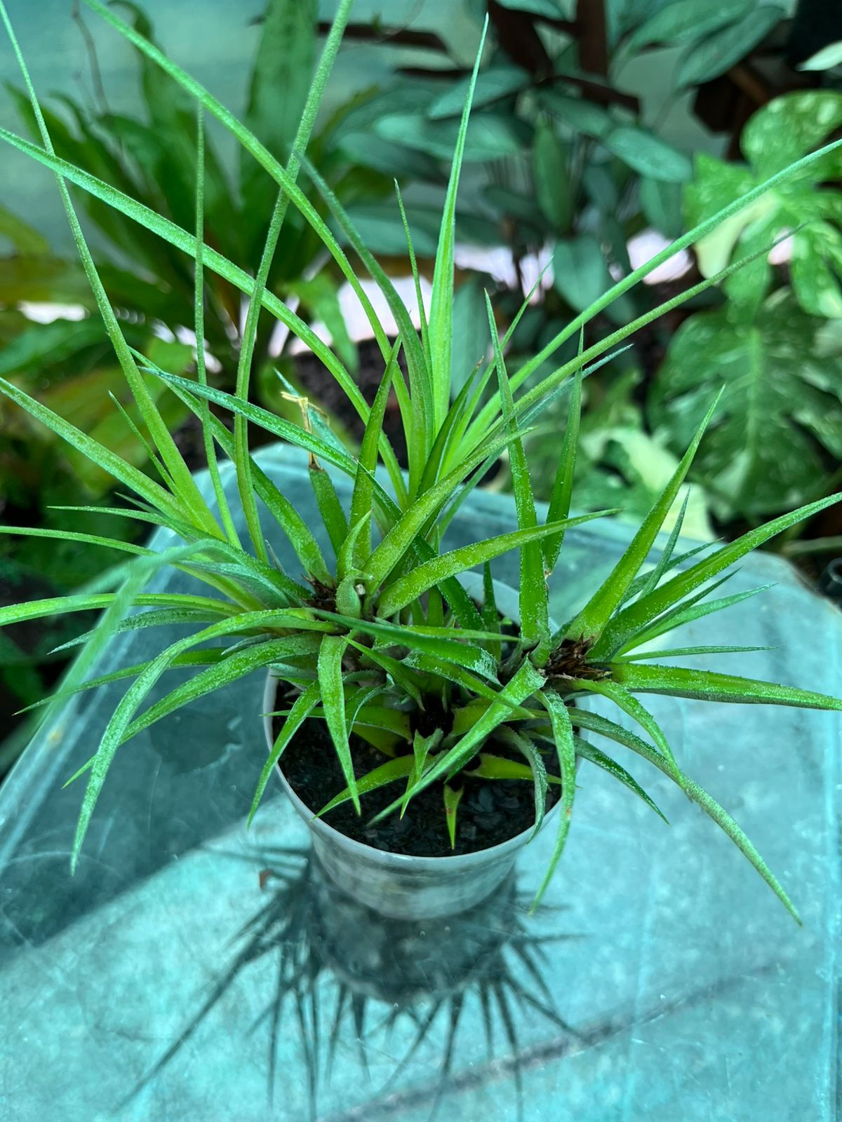 Aechmea Recurvata Var. Benrathi