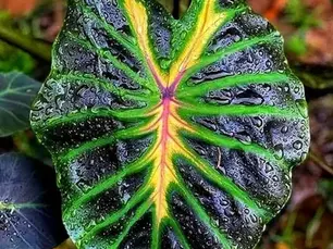 Colocasia ‘Tossakan’