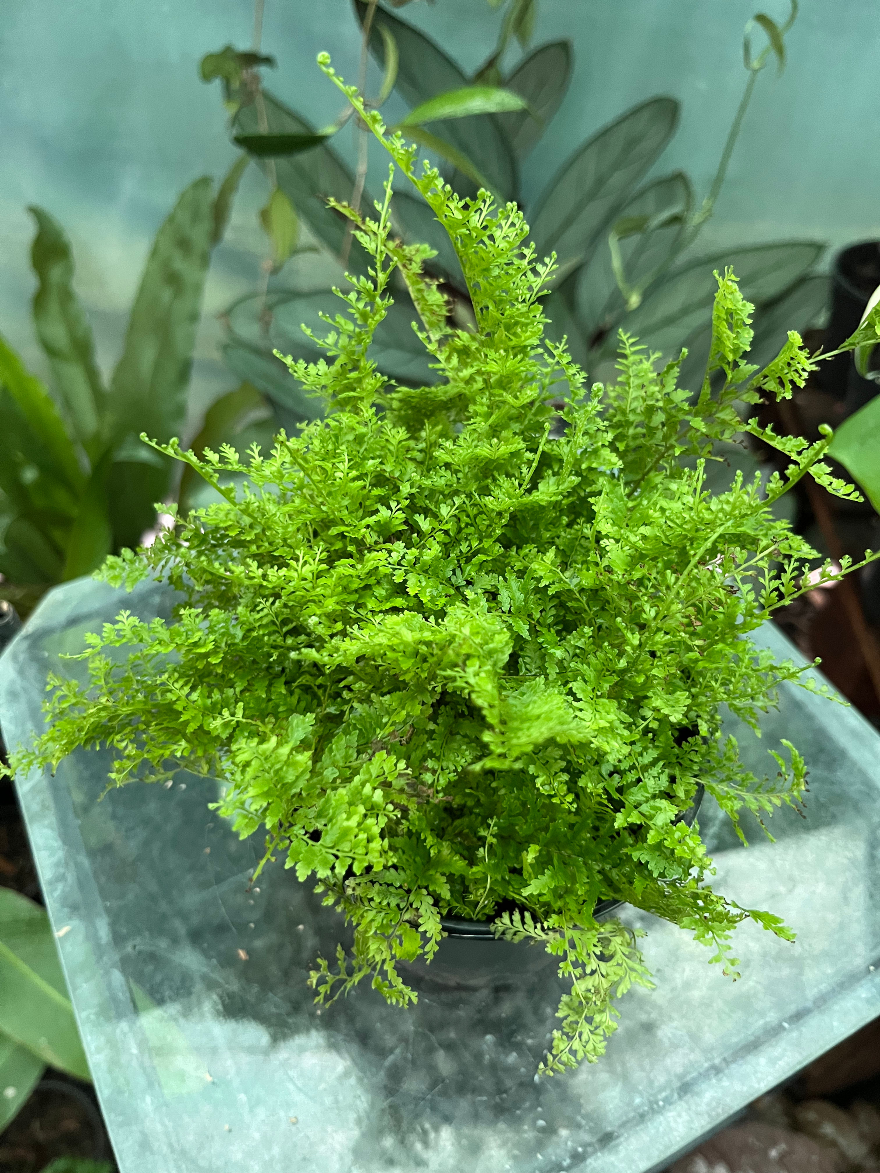 Nephrolepis Exaltata Gorditas 12cm