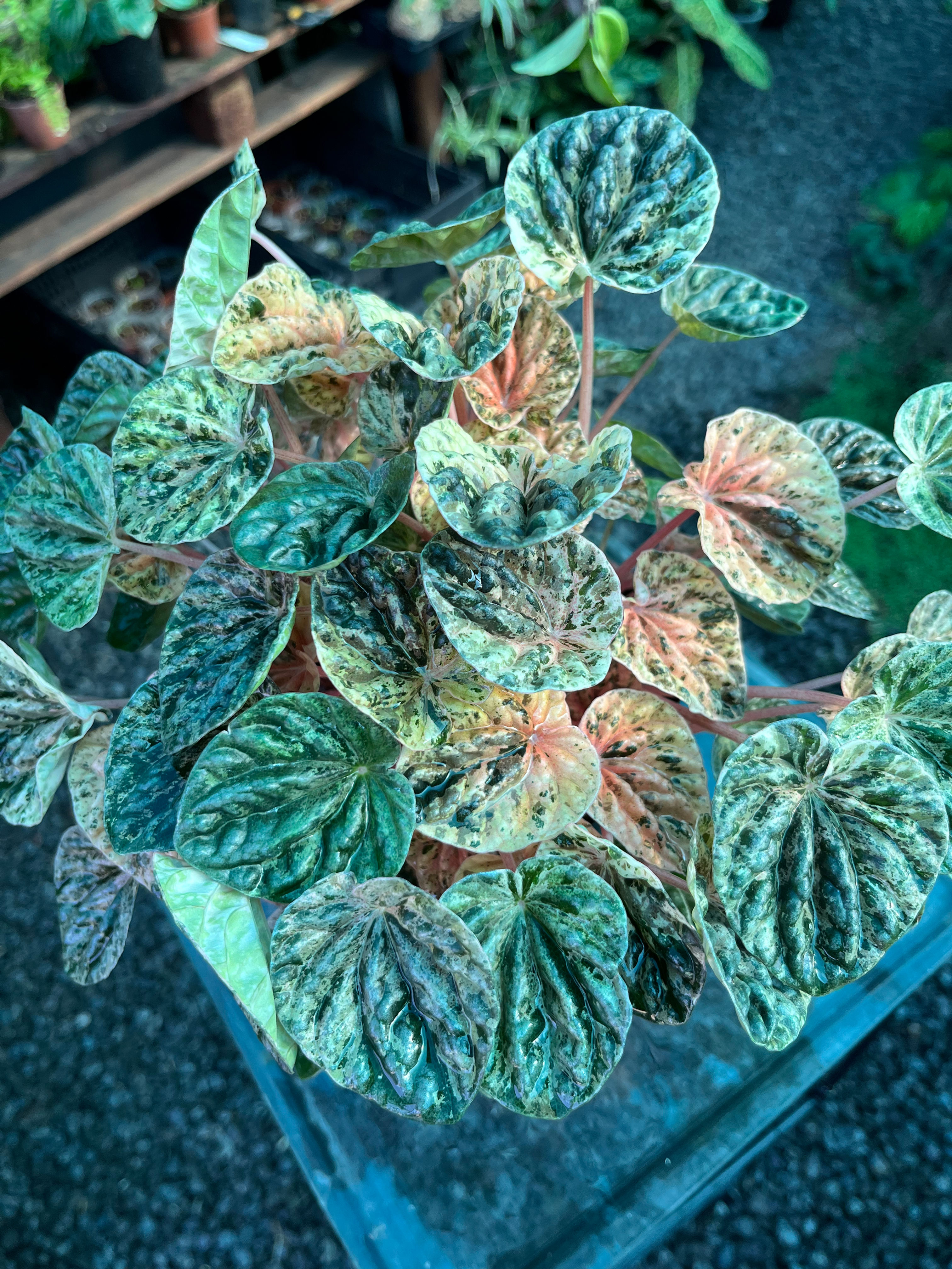 Peperomia Caperata Variegated 14cm