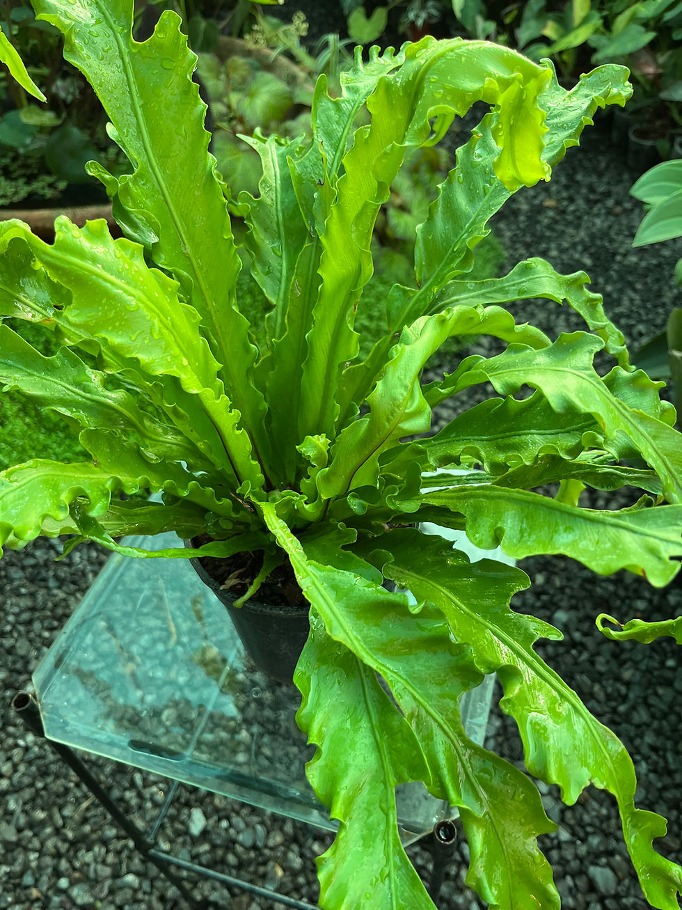 Thumbnail: Asplenium Osaka