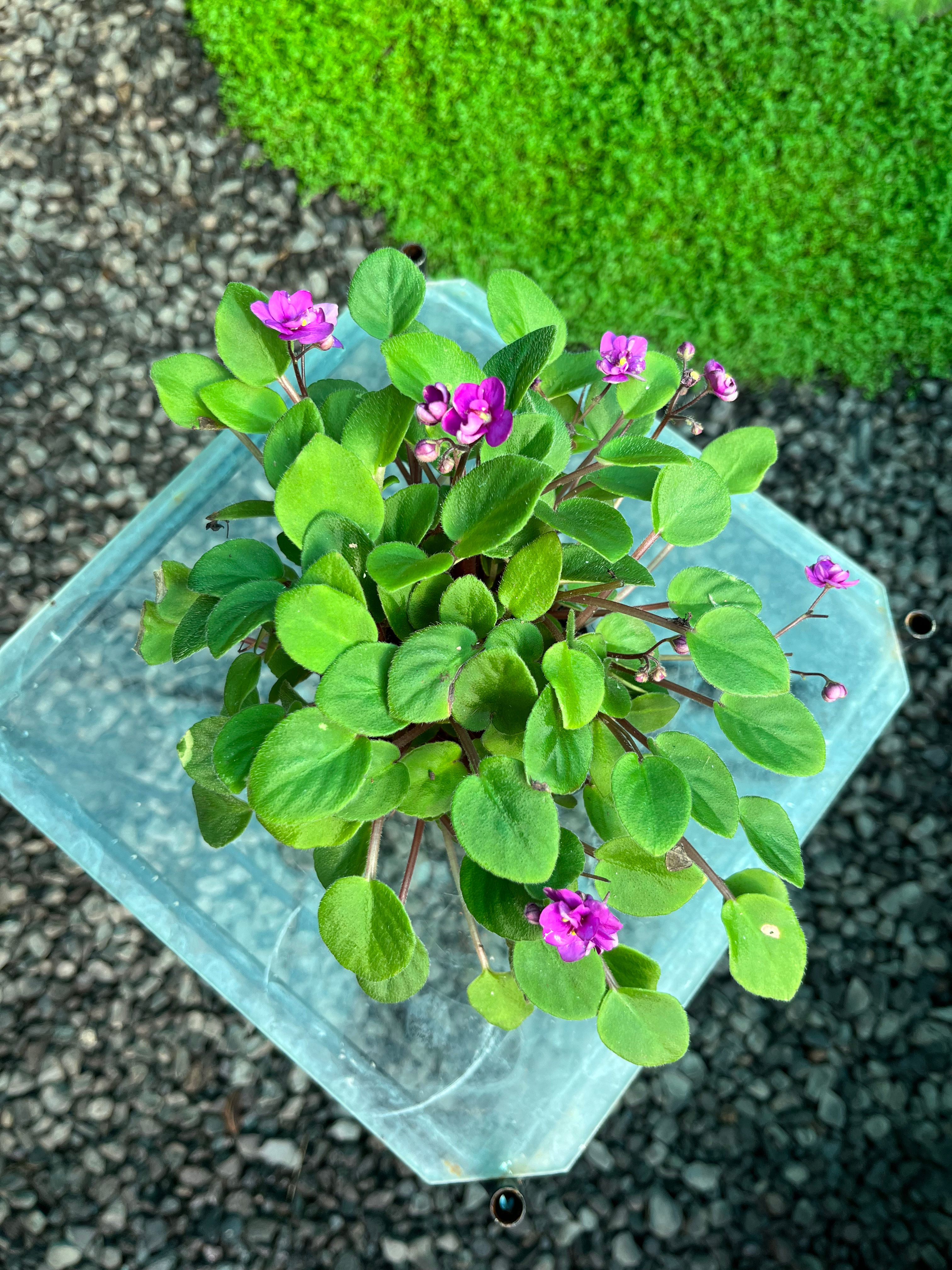 African Violet