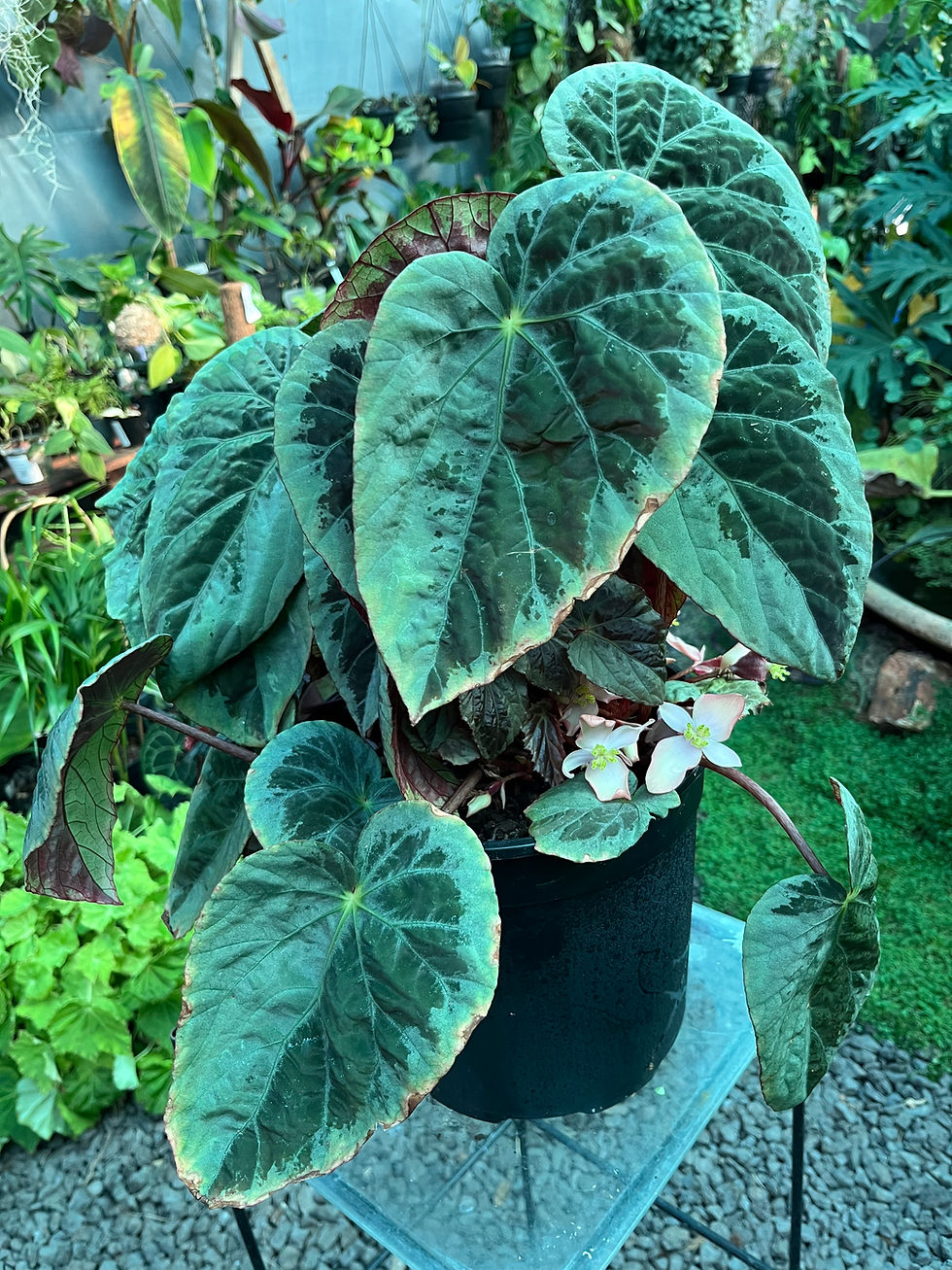 Thumbnail: Begonia Burkilii Silver