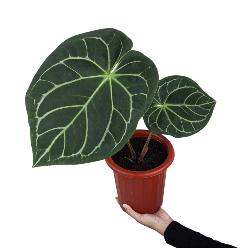 Anthurium Magnificum Blue