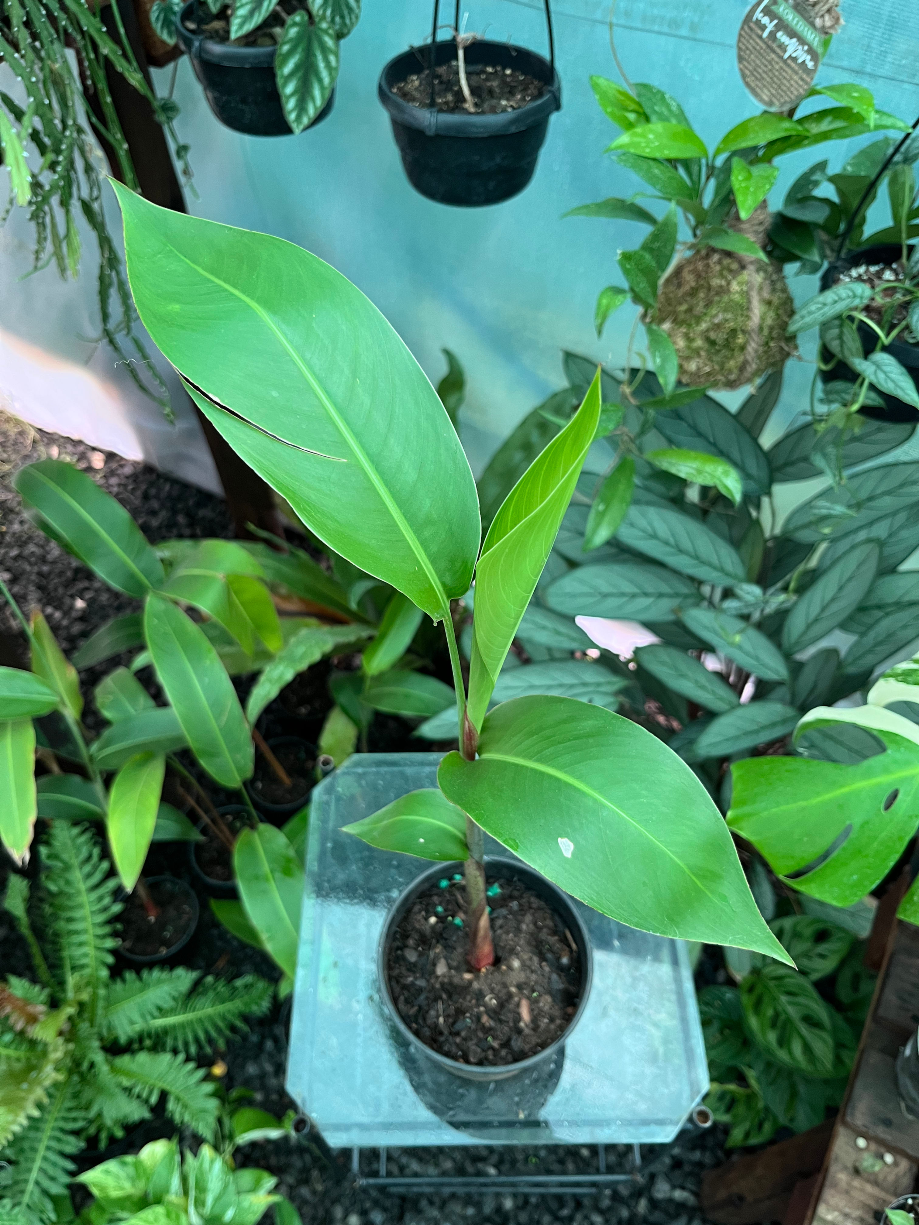 Heliconia Psittacorum