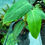 Thumbnail: Philodendron Emerald Duke 12cm