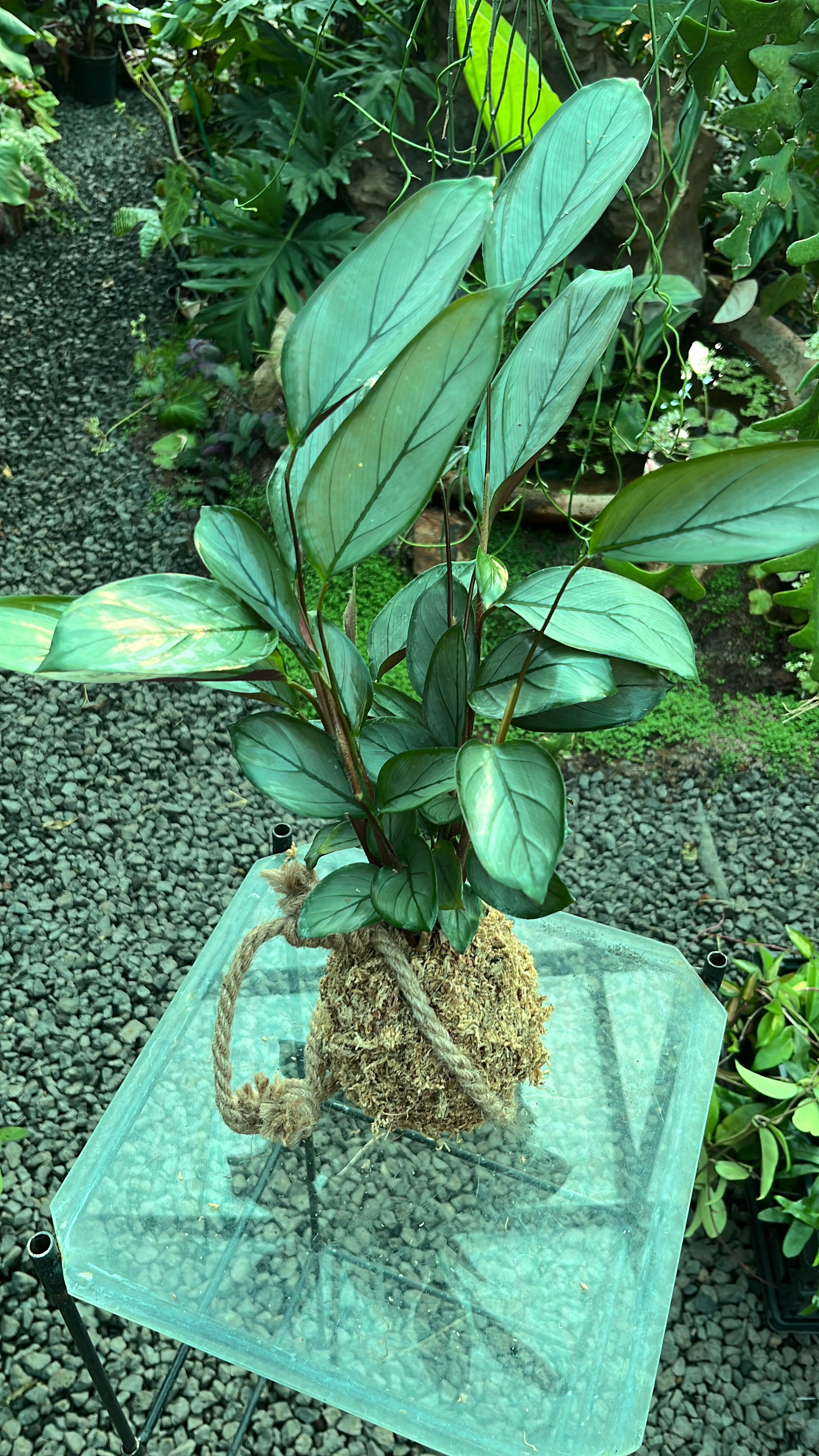 Ctenanthe Setosa Kokedama