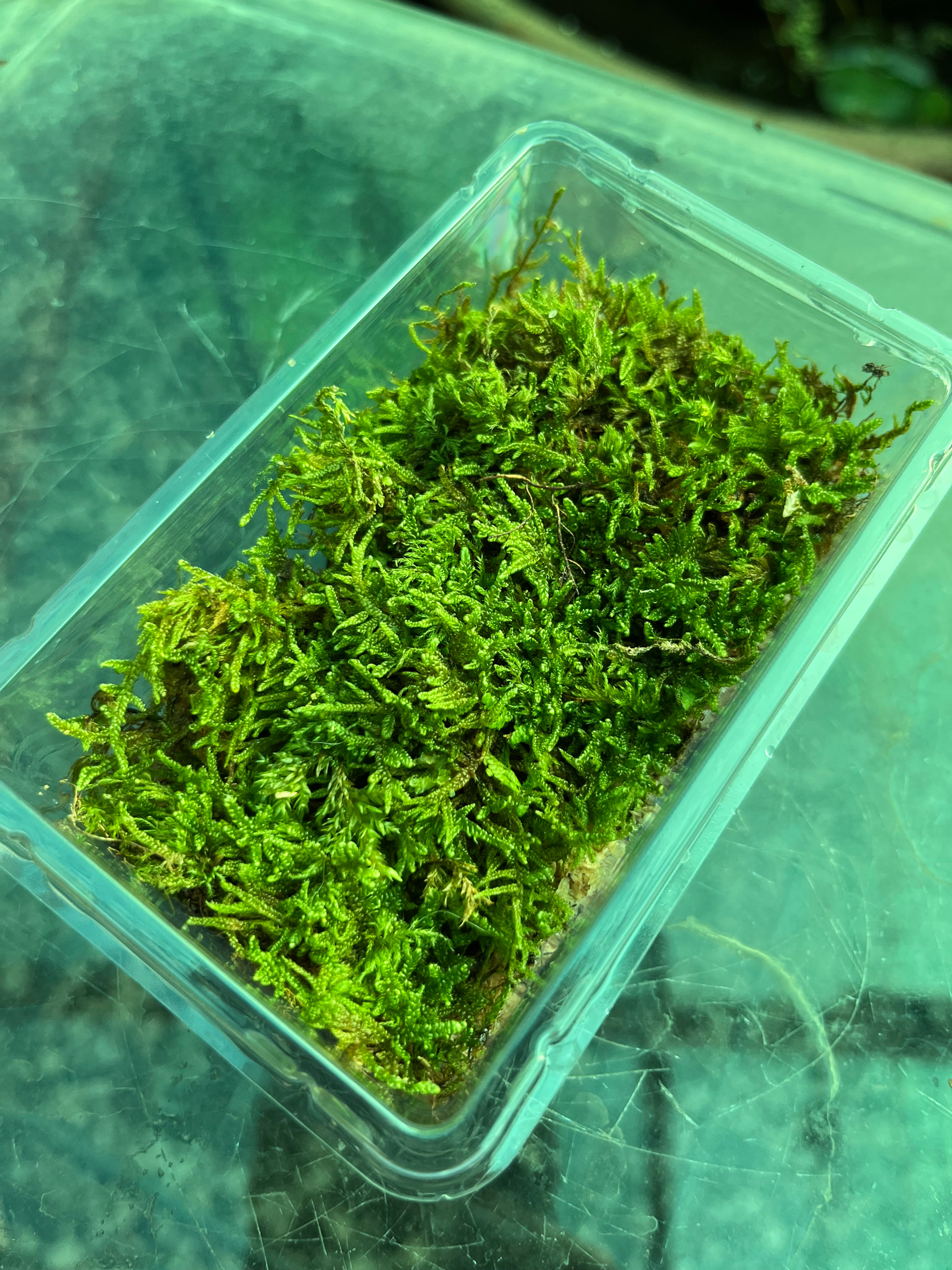 Hypnum Cupressiforme Carpet Moss 9cm x 5cm