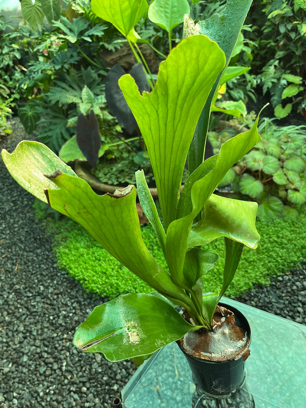 Thumbnail: Platycerium Bifurcatum Staghorn Fern