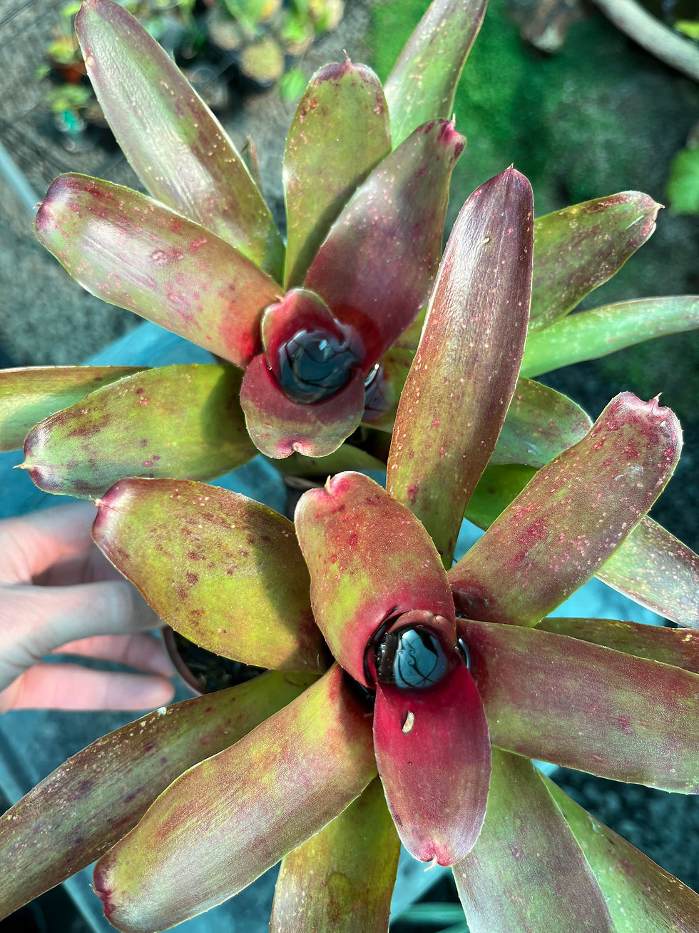 Thumbnail: Neoregelia Bromeliad 7cm
