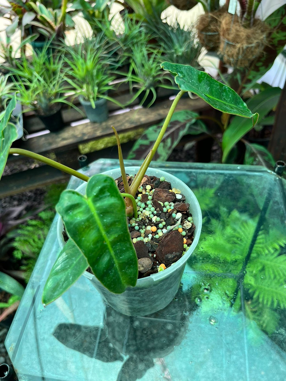 Thumbnail: Philodendron Billitae