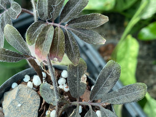 Solanum uleanum – Dark, Mysterious, and Made for Terrariums