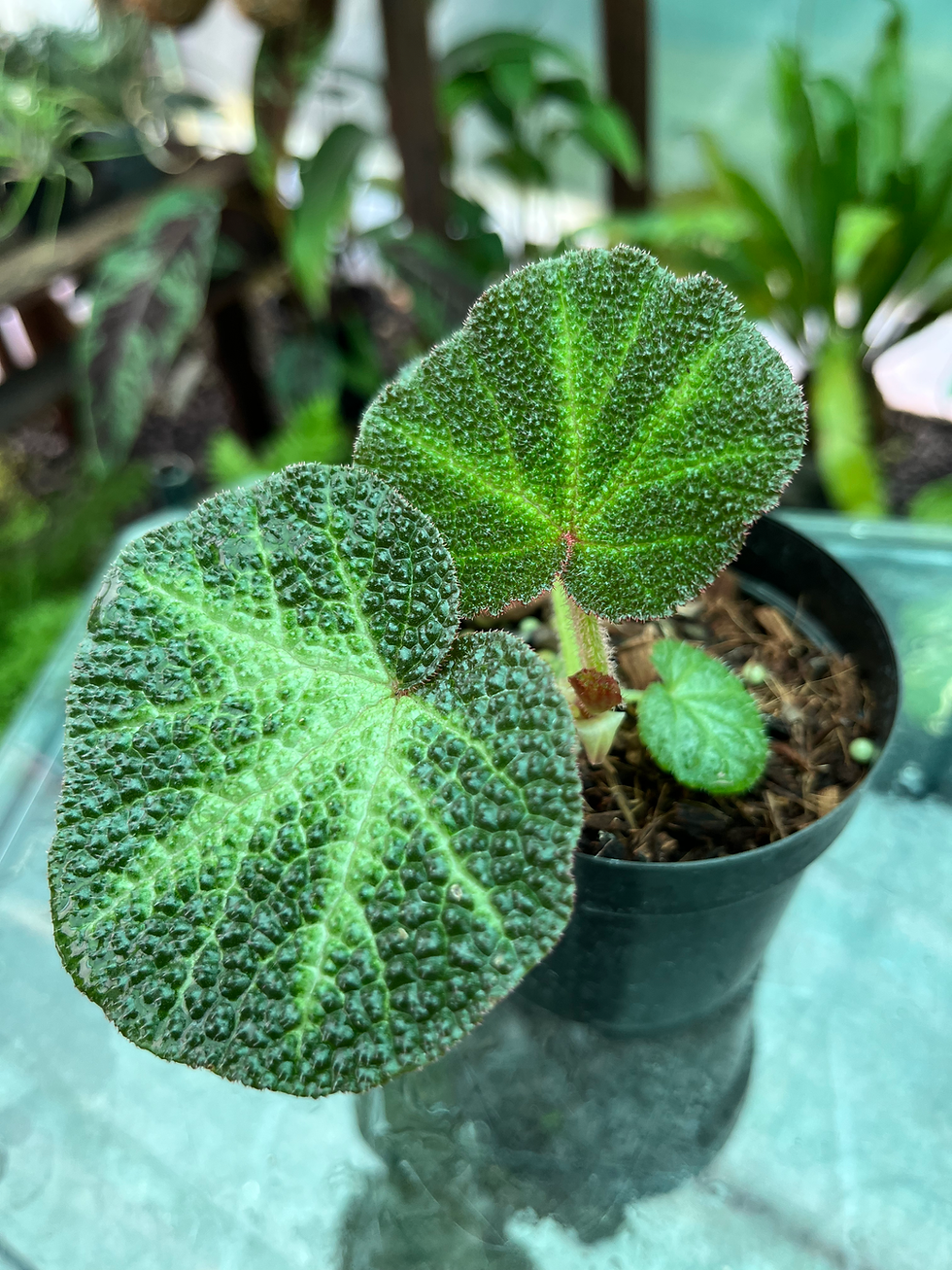 Thumbnail: Begonia Soli-mutata 9cm