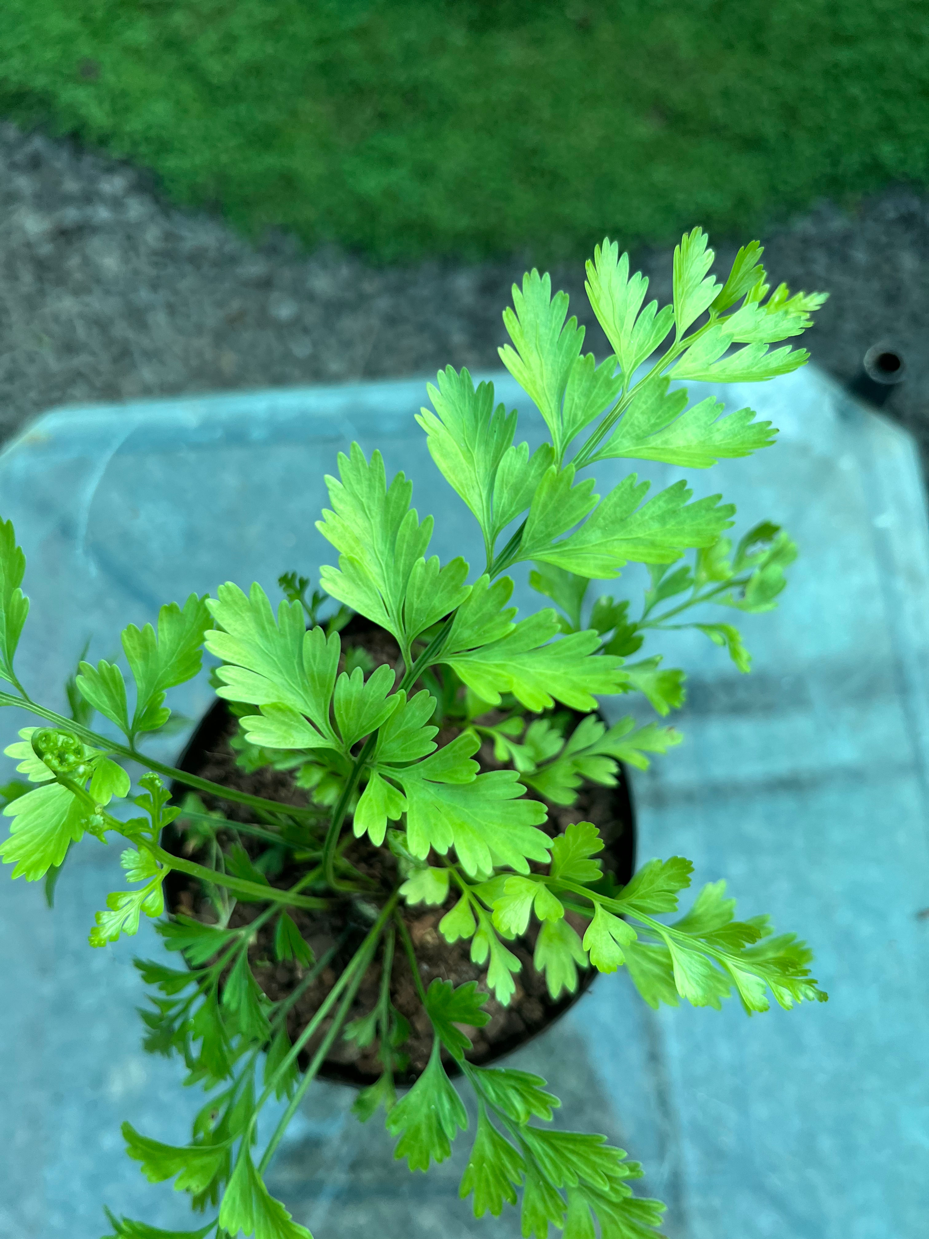 Asplenium Bulbifern Mother Fern