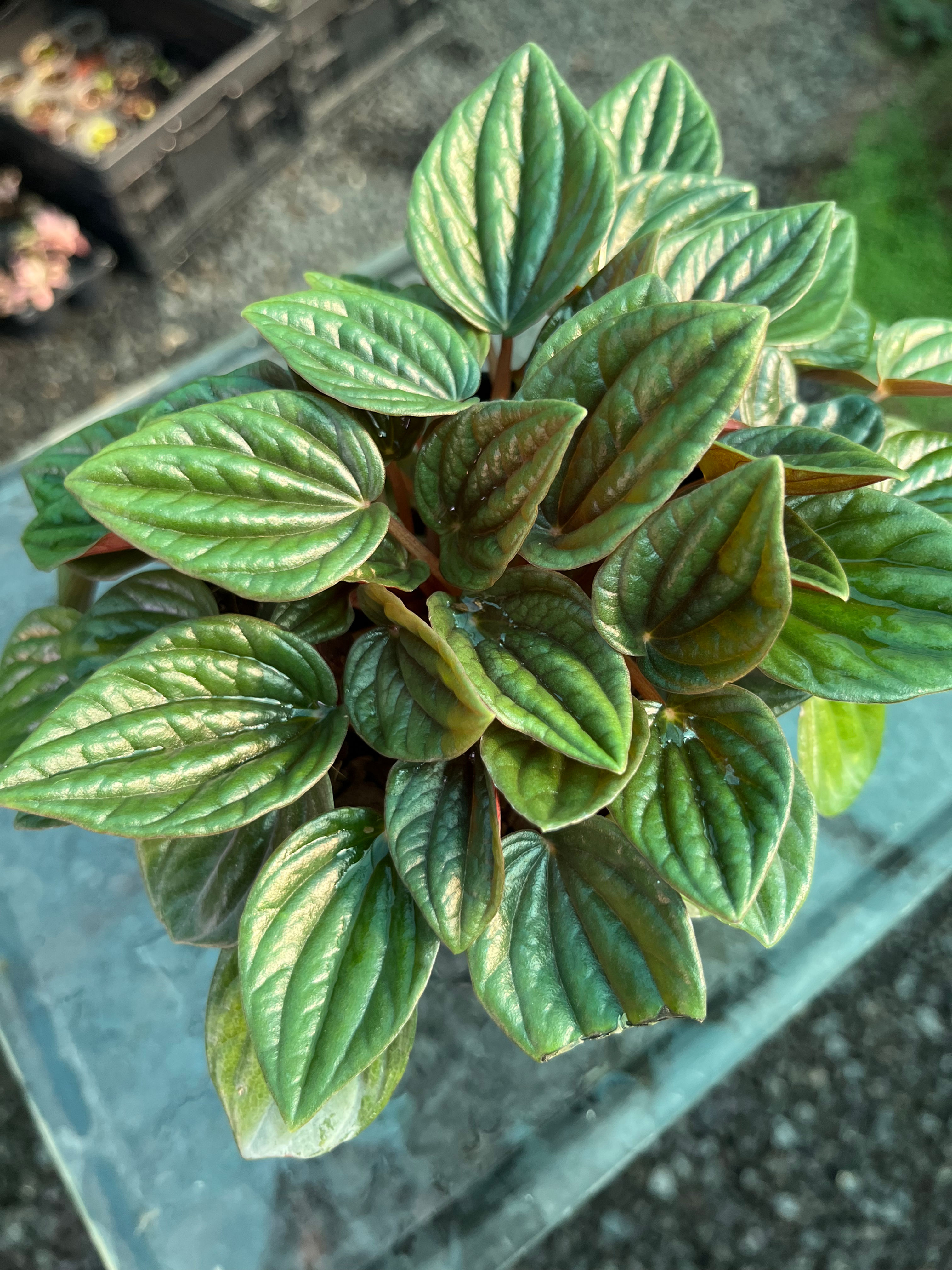 Peperomia Zorro 12cm