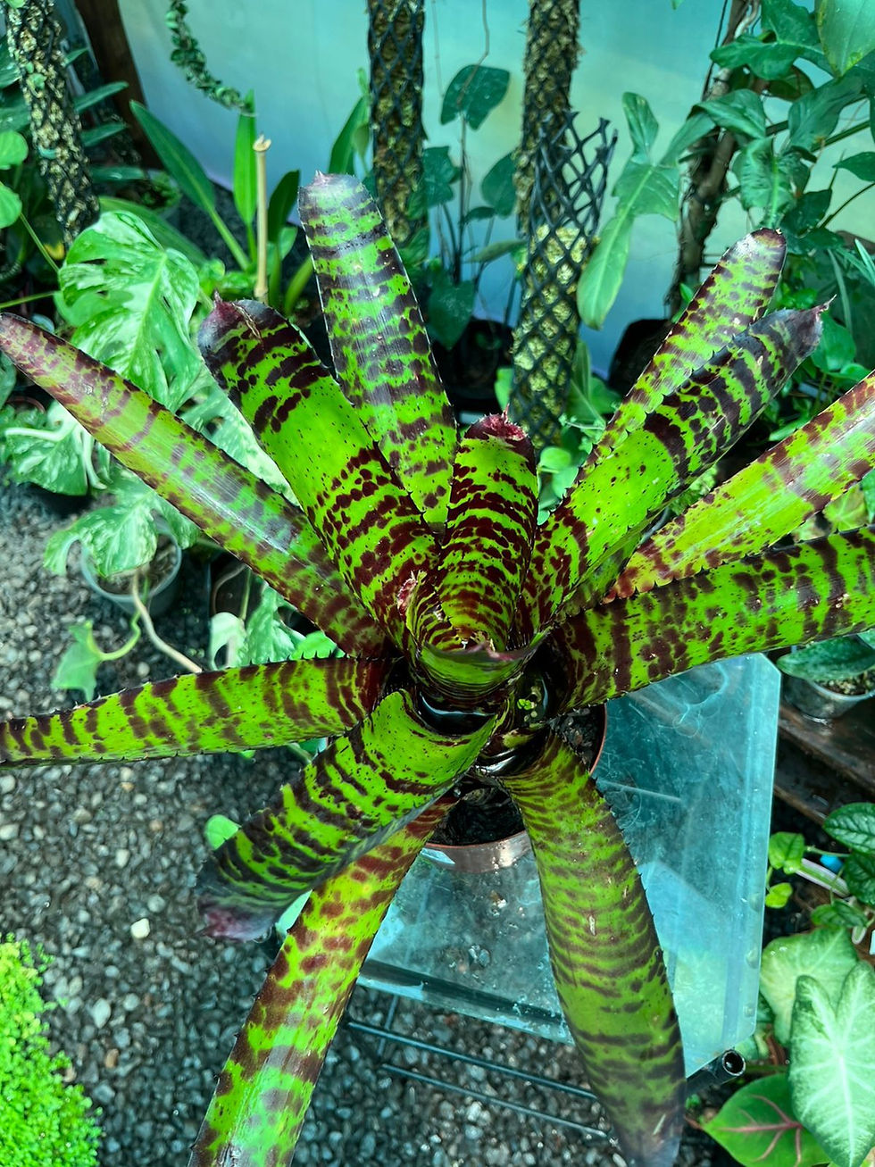 Thumbnail: Neoregelia Bromeliad Red