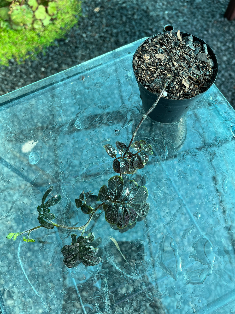 Thumbnail: Solanum Uleanum