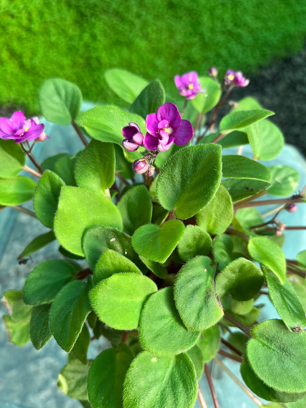 Thumbnail: African Violet