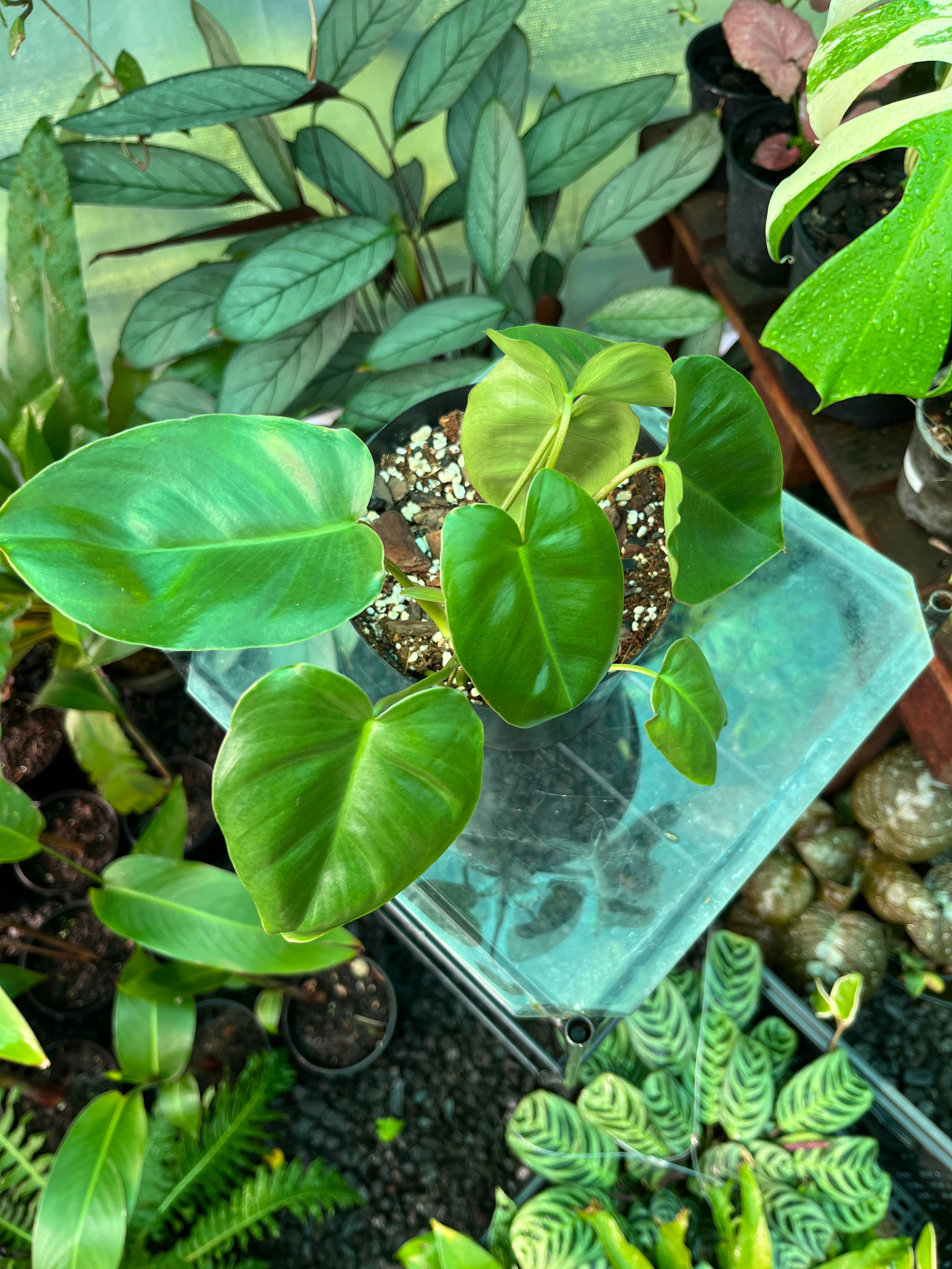 Philodendron Burle Marxii