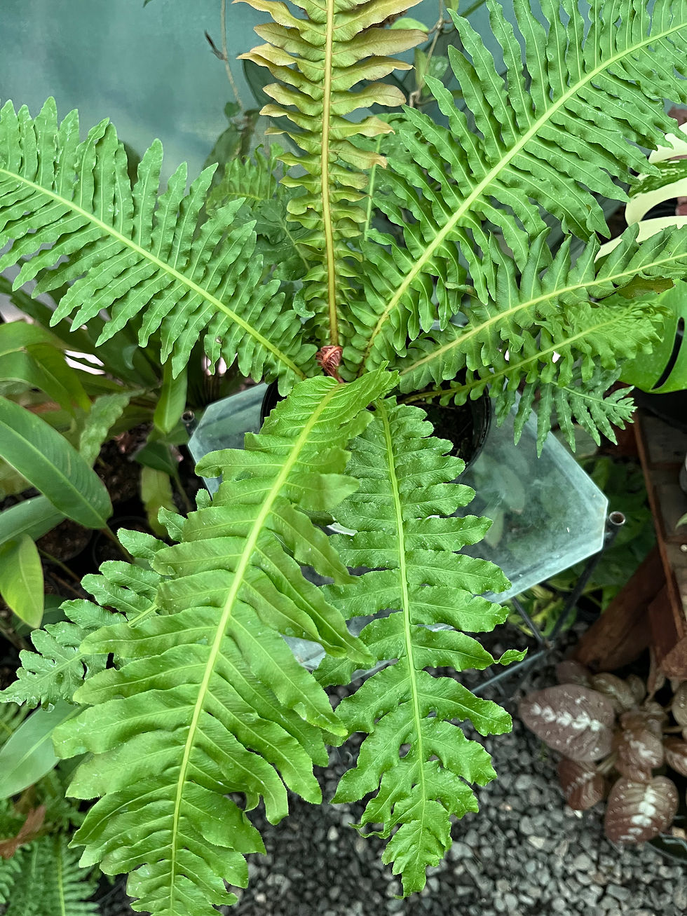 Thumbnail: Blechnum Brasiliense Fern 16cm