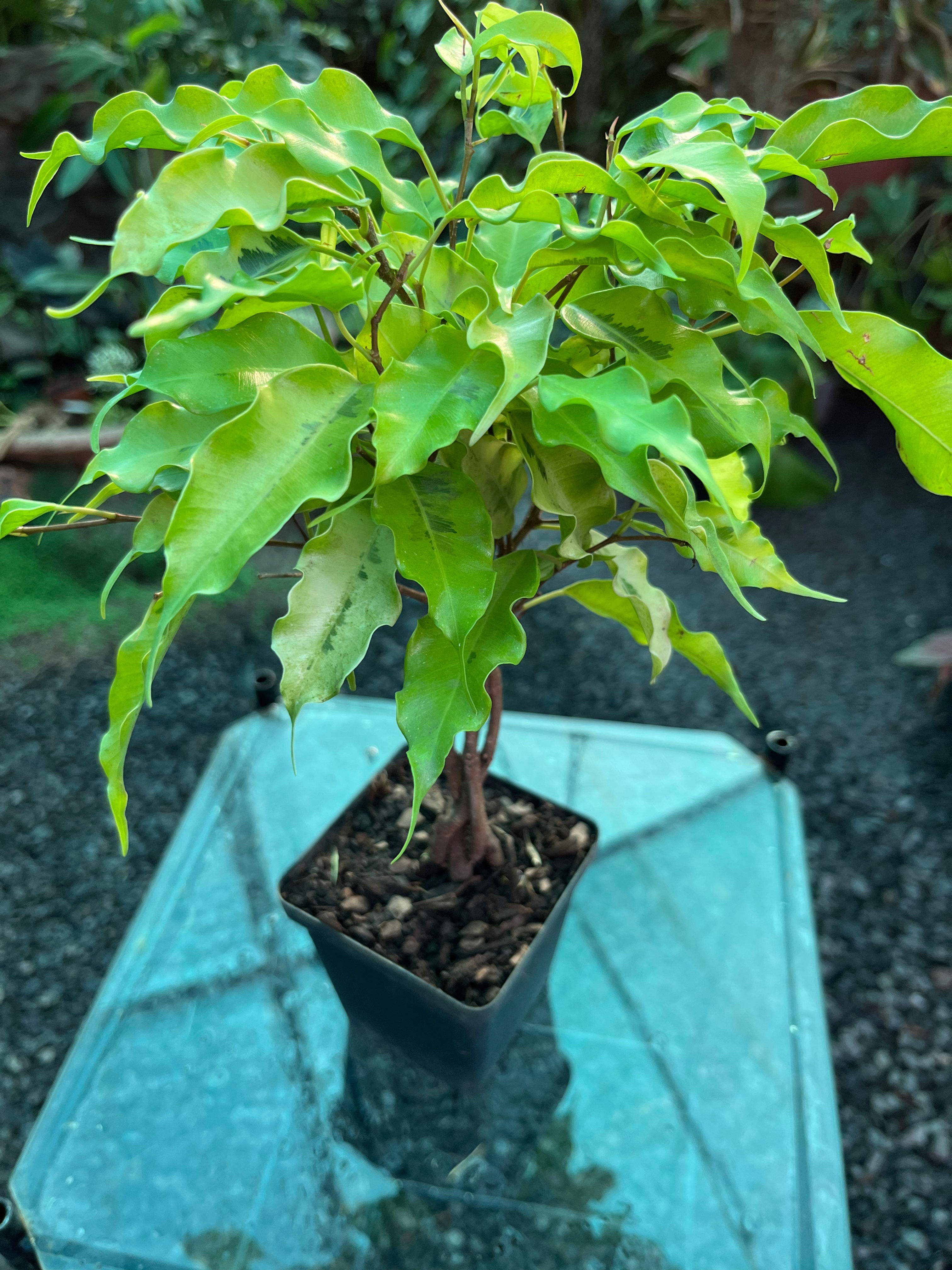 Ficus Monique 10cm