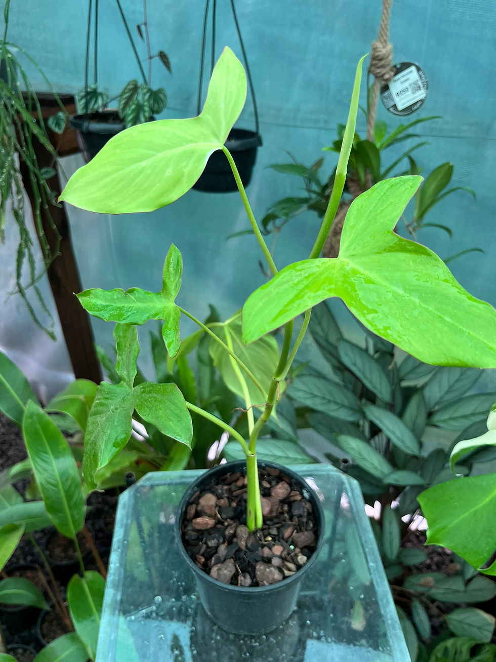 Thumbnail: Philodendron Camposportoanum