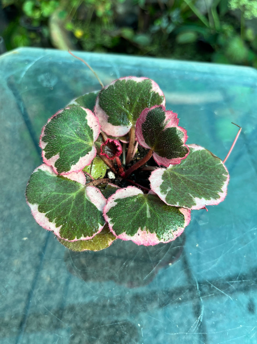 Thumbnail: Saxifraga Stolonifera Tricolor