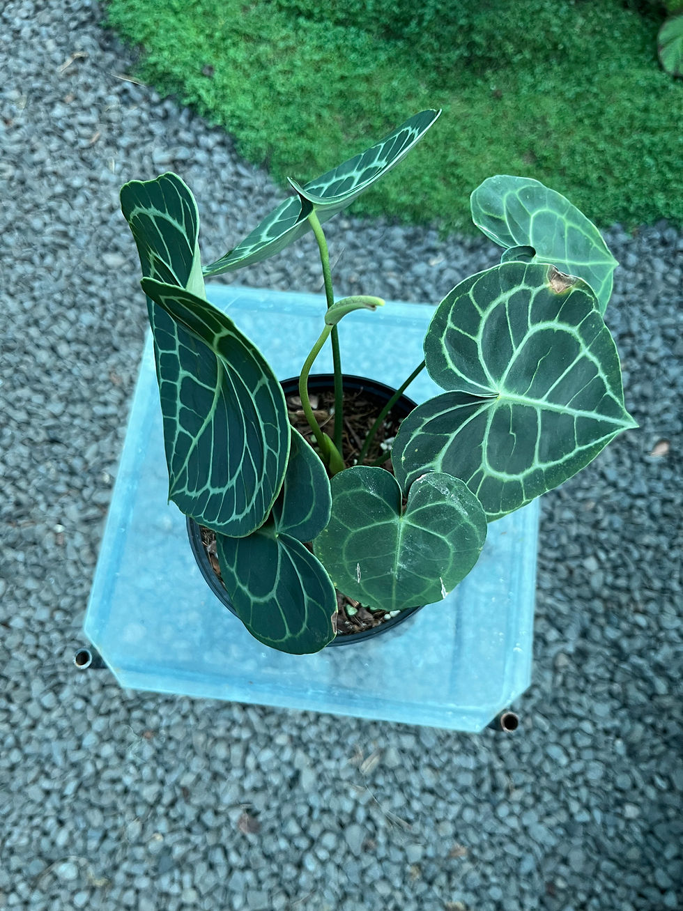 Thumbnail: Anthurium Clarinervium