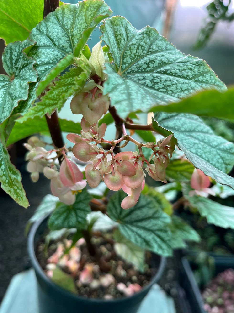 Thumbnail: Begonia Don Miller 19cm