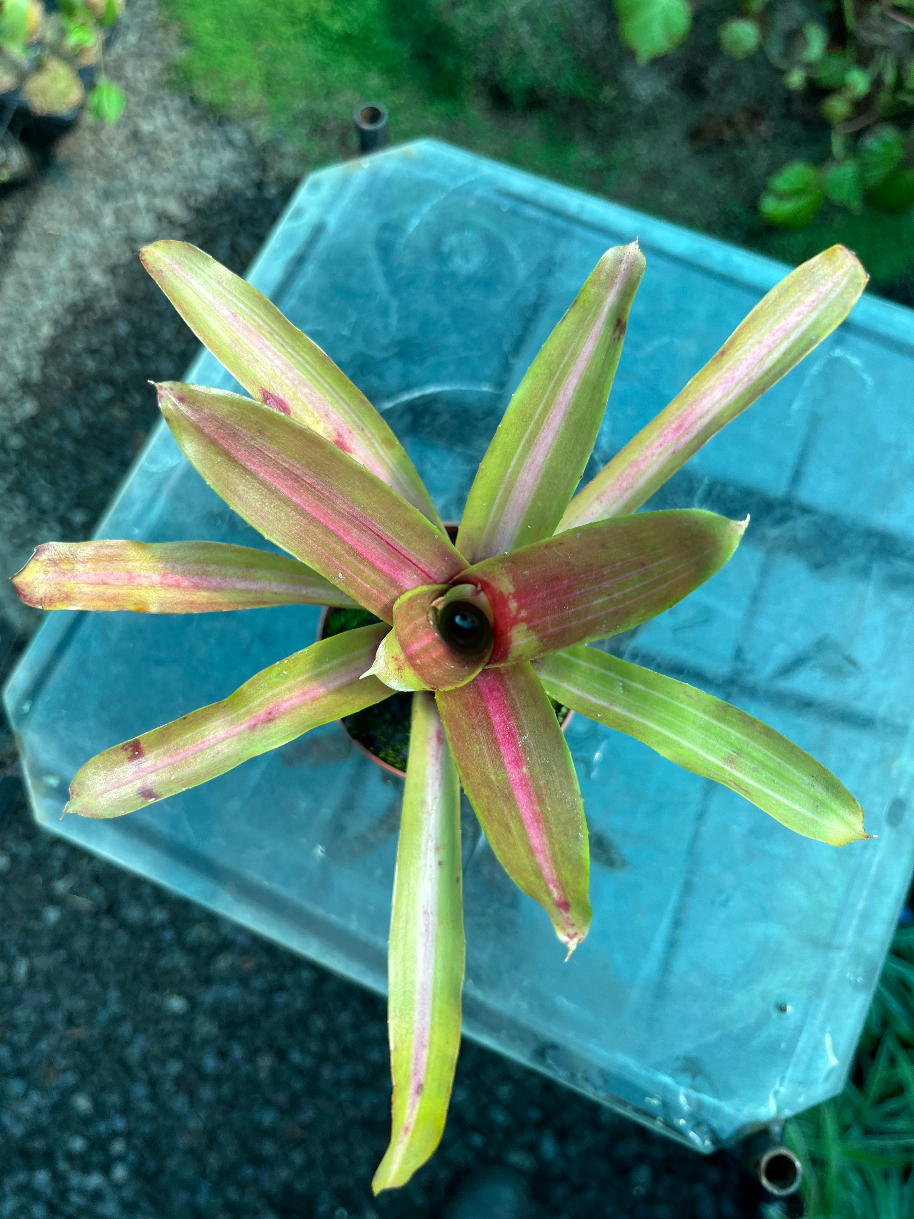 Neoregelia Bromeliad 7cm