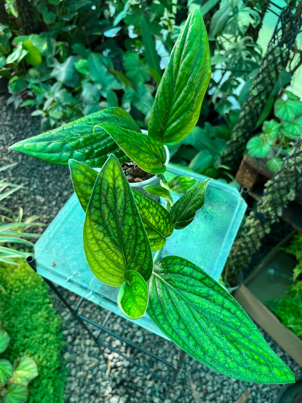 Thumbnail: Monstera Karstenianum Peru