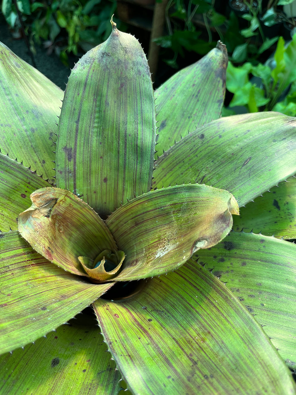 Thumbnail: Neoregelia Criss Cross Bromeliad 15cm