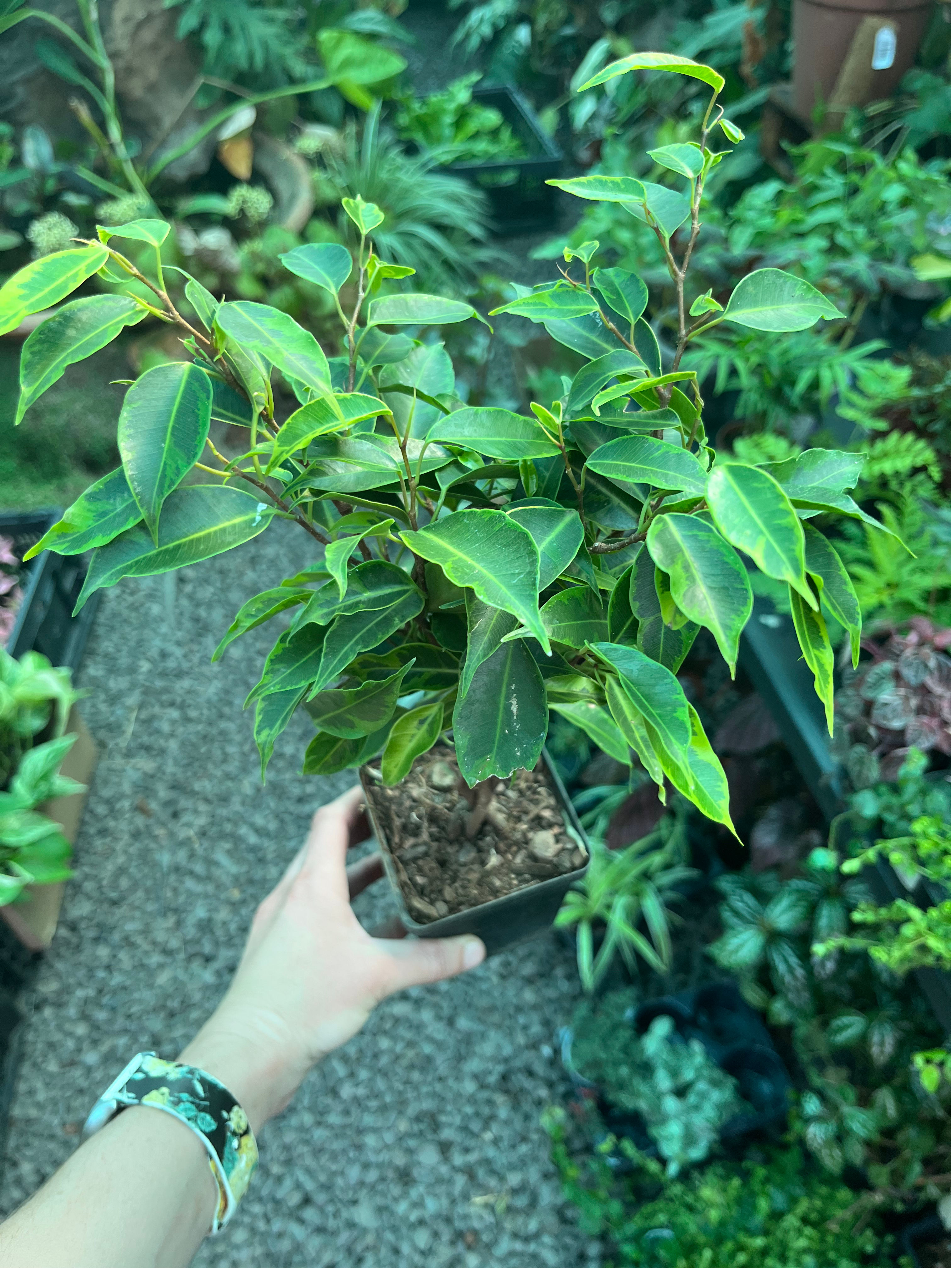 Ficus Monique 10cm
