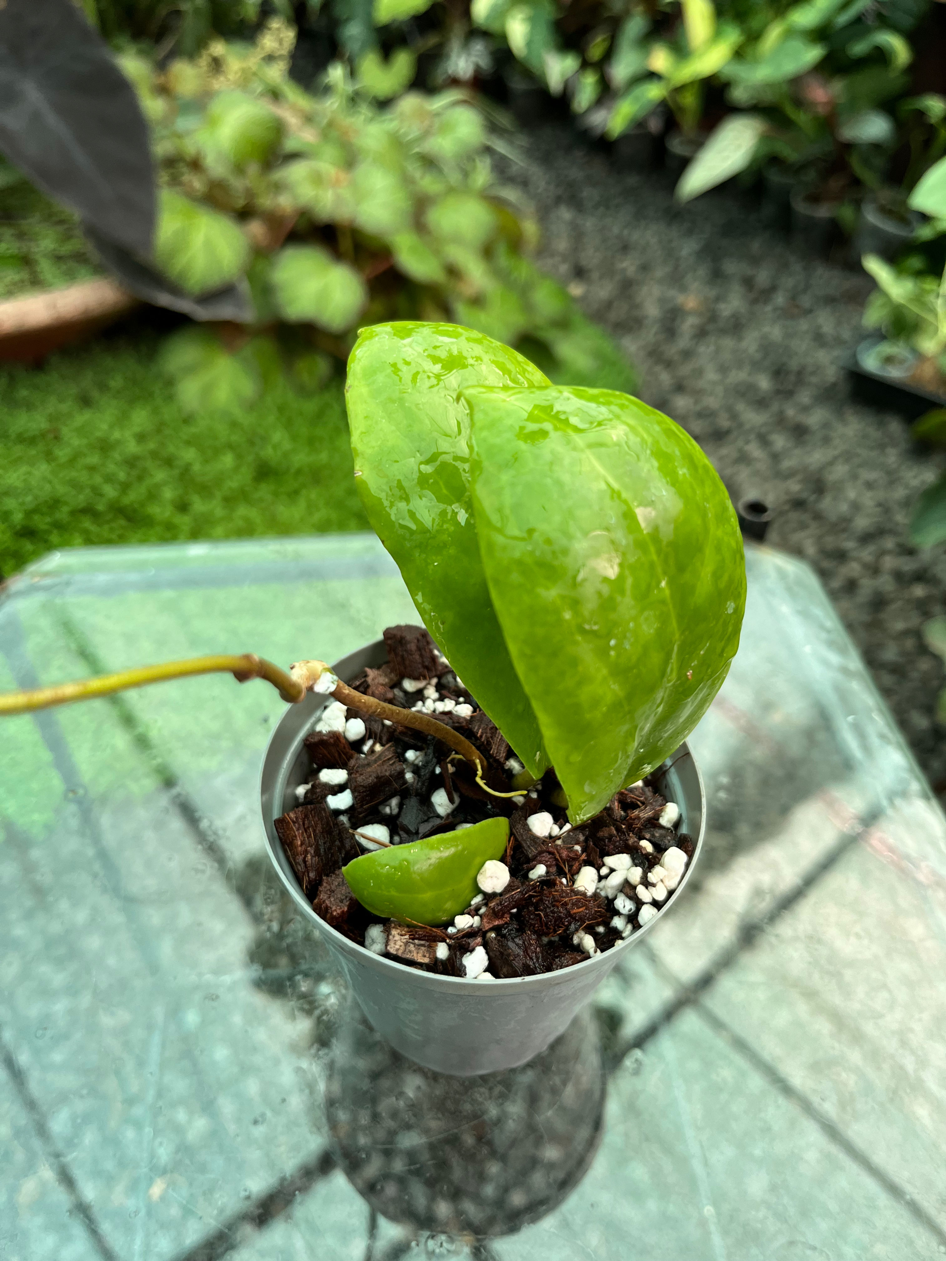 Hoya Incrassata