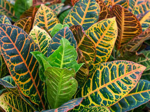 Crotons: A Colour Explosion for Any Space